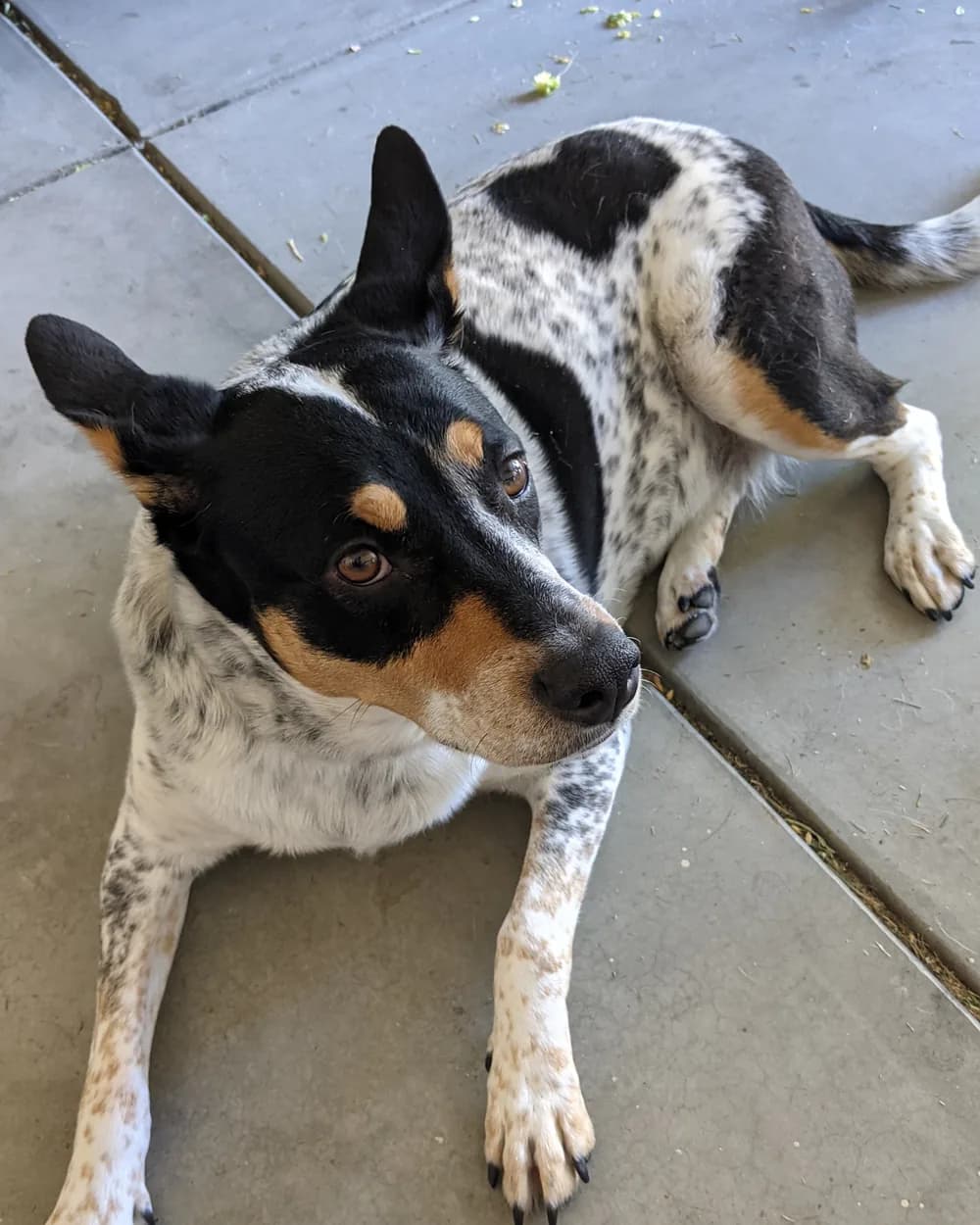 Aspen, Josh's blue heeler, lying on the garage floor